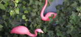 Flamingos
